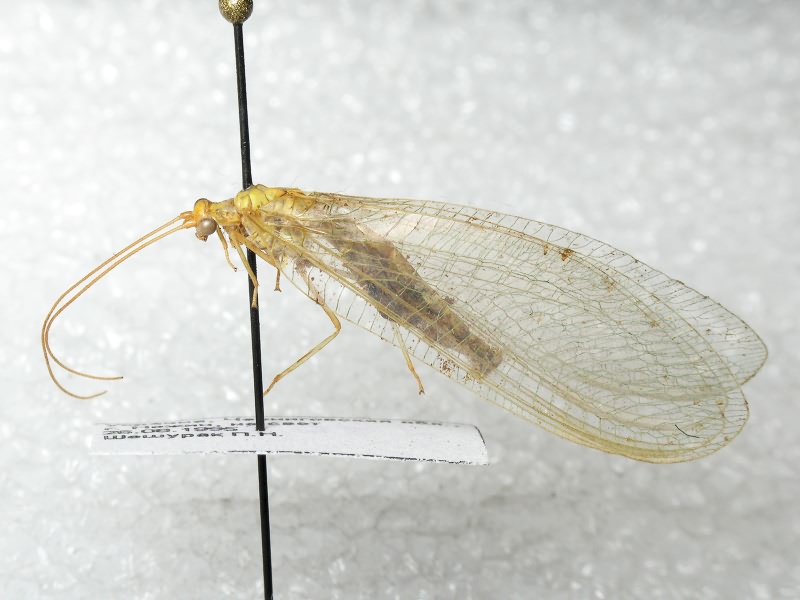 Nineta flava (Scopoli, 1763)